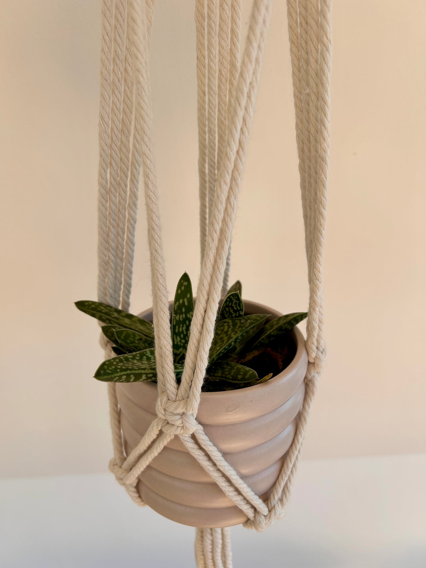 Tiger Aloe (Gonialoe variegata) 10cm in beige coil pot and macrame plant hanger