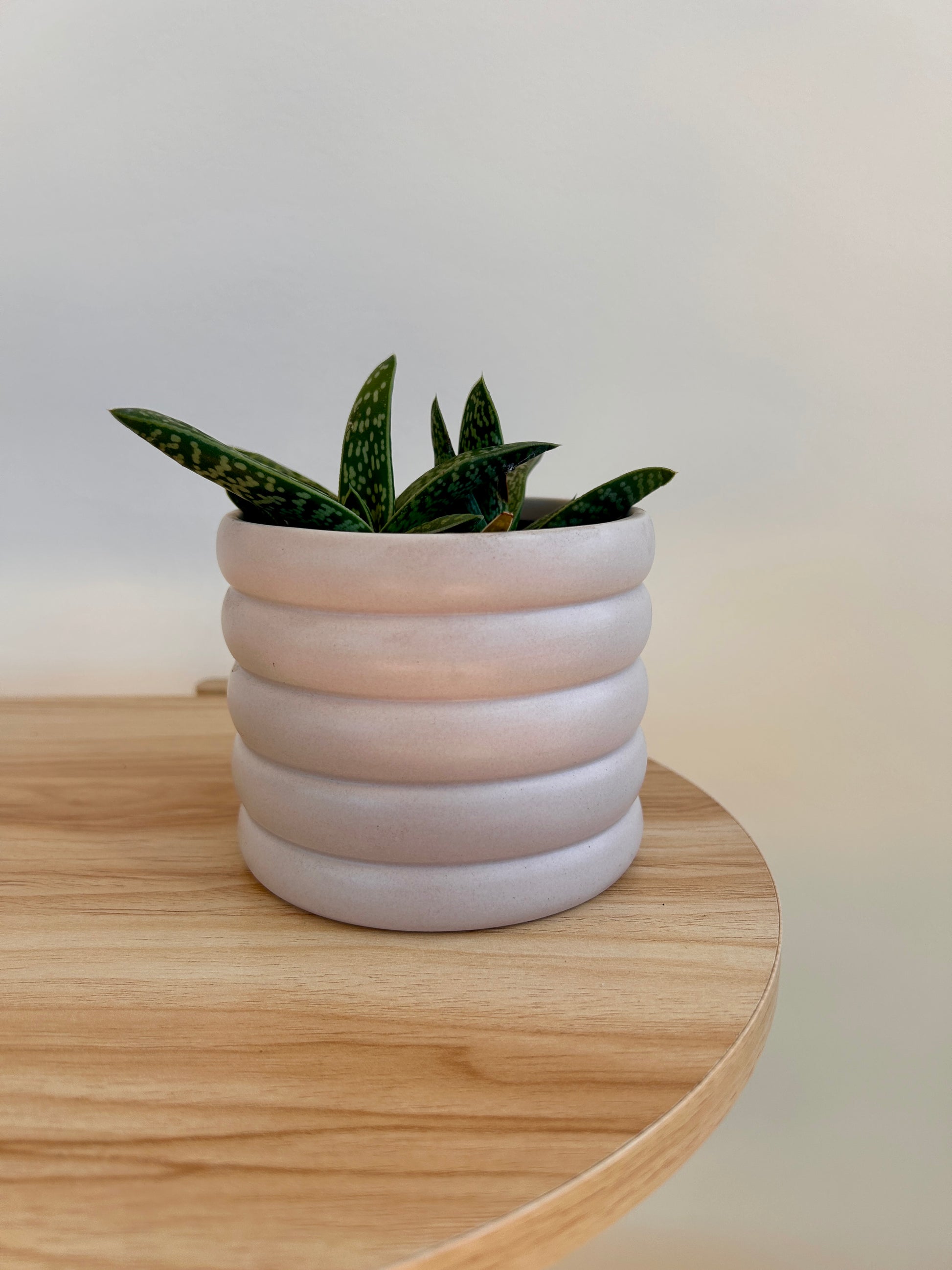 Tiger Aloe (Gonialoe variegata) 10cm in beige coil pot