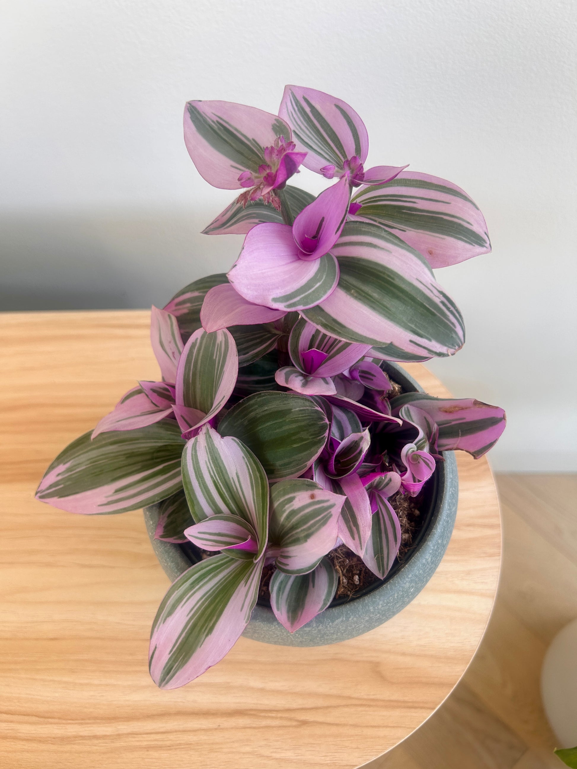 Tradescantia Nanouk 12cm