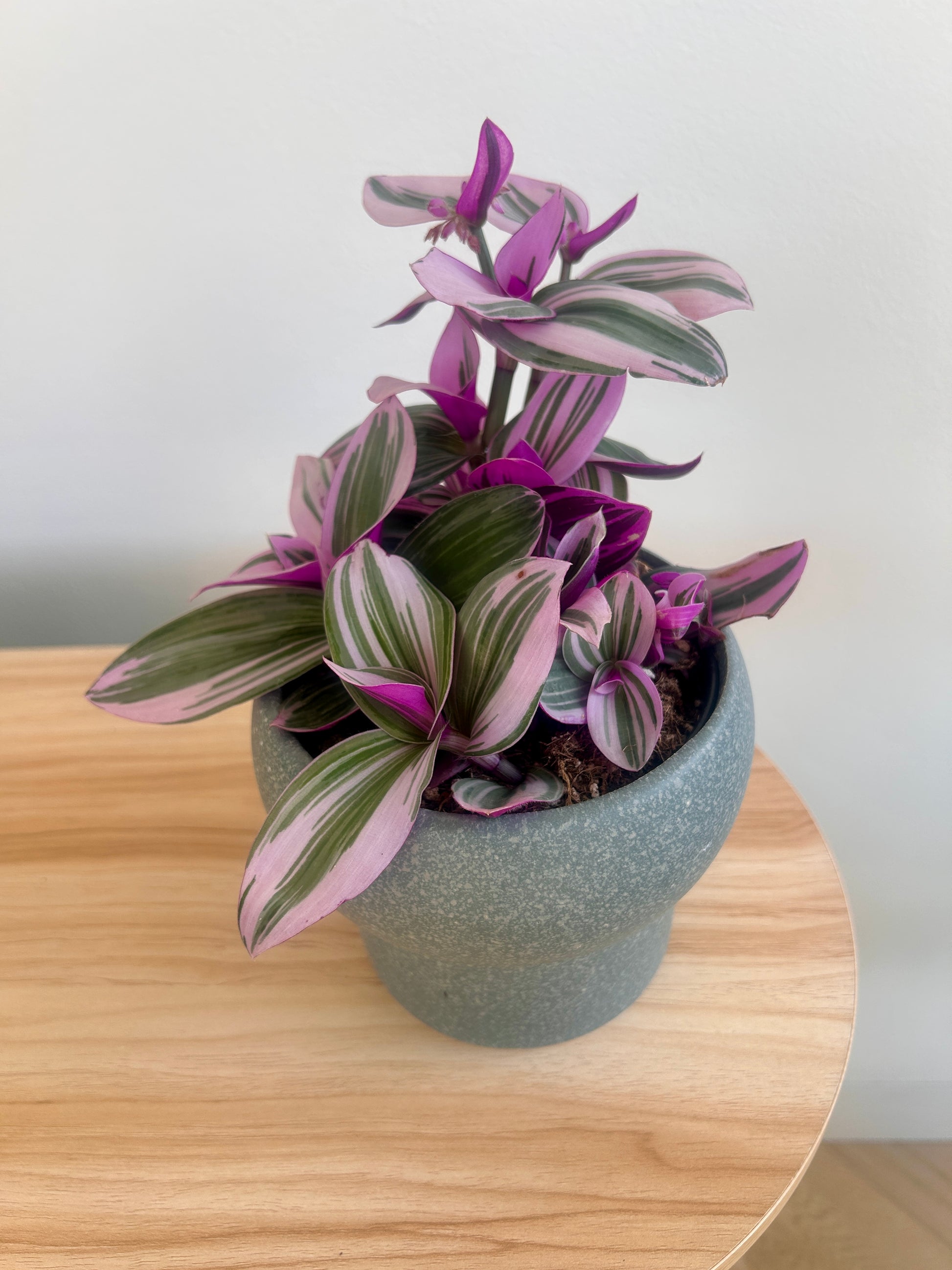 Tradescantia Nanouk in green pot 12cm