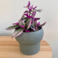 Tradescantia Nanouk in green pot 12cm pink foliage