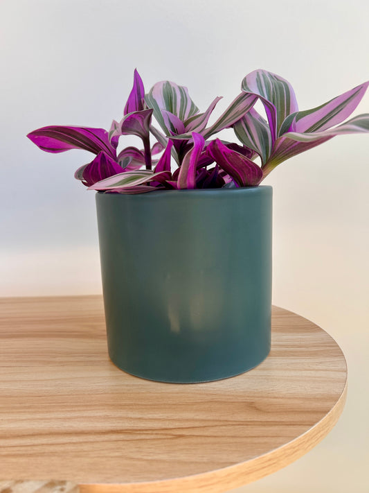 Tradescantia Nanouk pink leaves 12cm in olive green ceramic pot boho chic