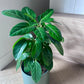 Umbrella Tree (Schefflera Alpine Junior) Indoor Plant 18cm in Olive Green Ceramic Pot