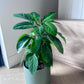 Umbrella Tree (Schefflera Alpine Junior) Indoor Plant 18cm in Olive Green Ceramic Pot