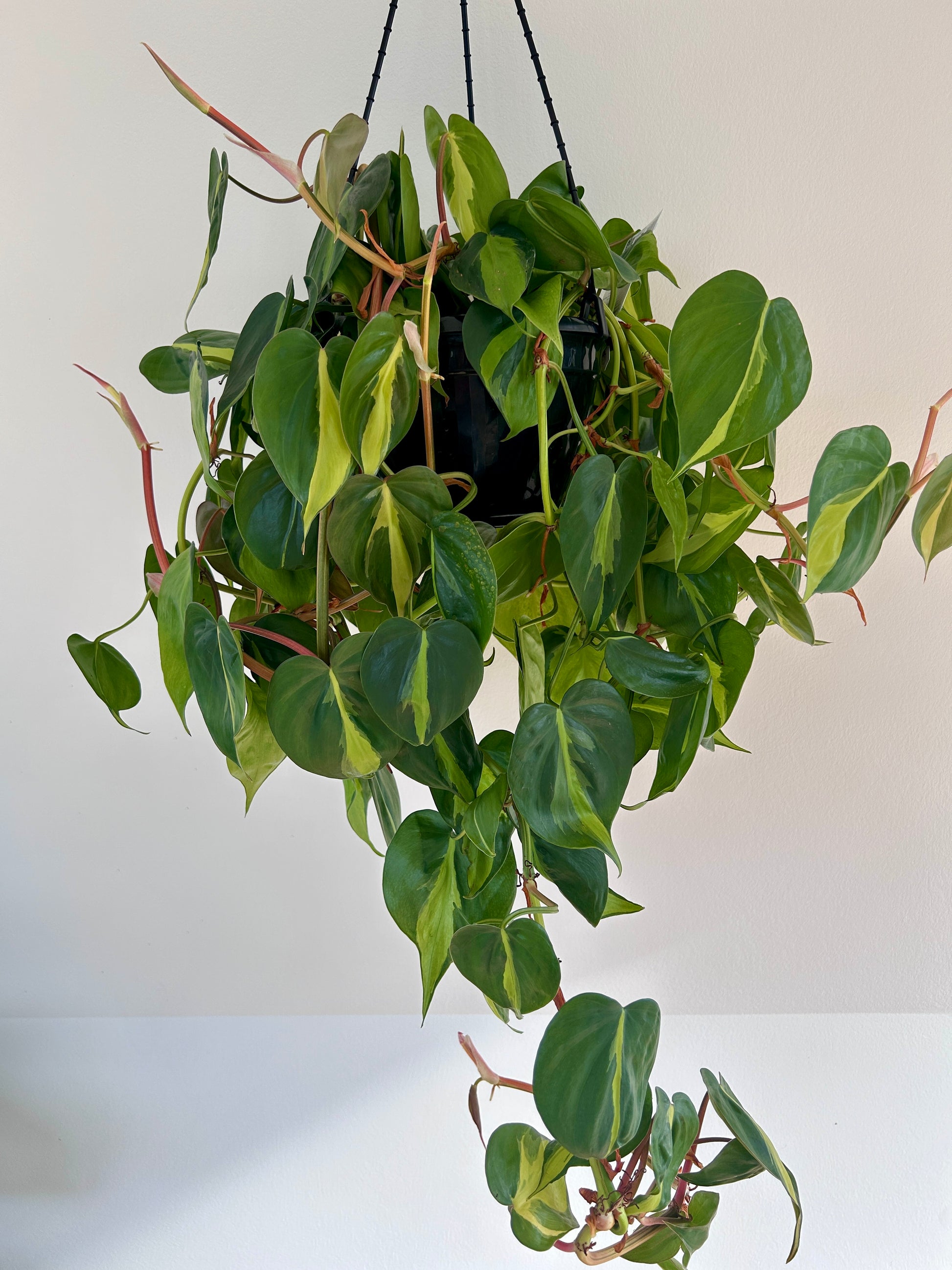 Variegated Heart Leaf (Philodendron Hederaceum Brasil) Indoor Plant 20cm Lush