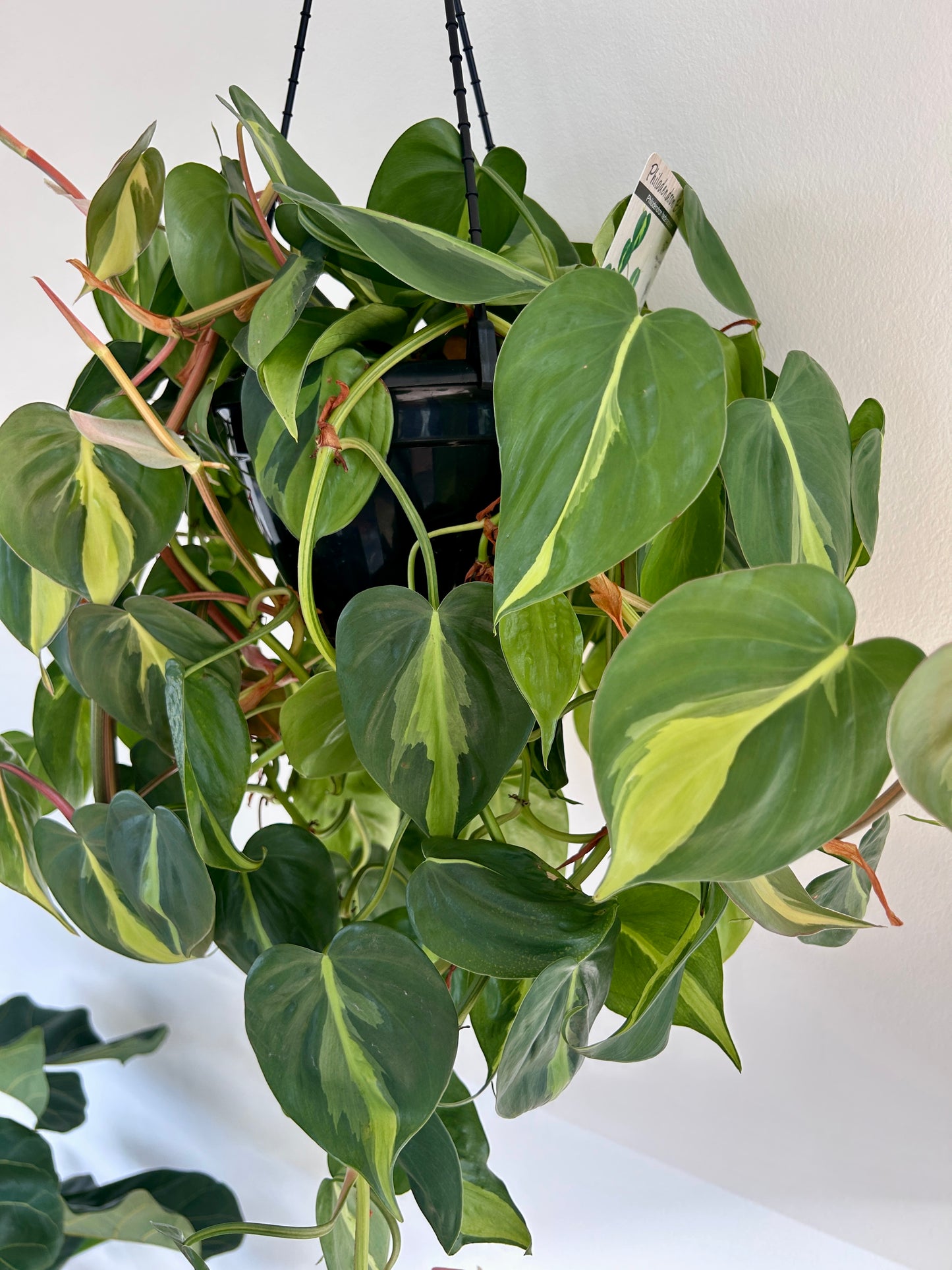 Variegated Heart Leaf (Philodendron Hederaceum Brasil) Indoor Plant 20cm Lush Variegated Leaves Trailing Plant