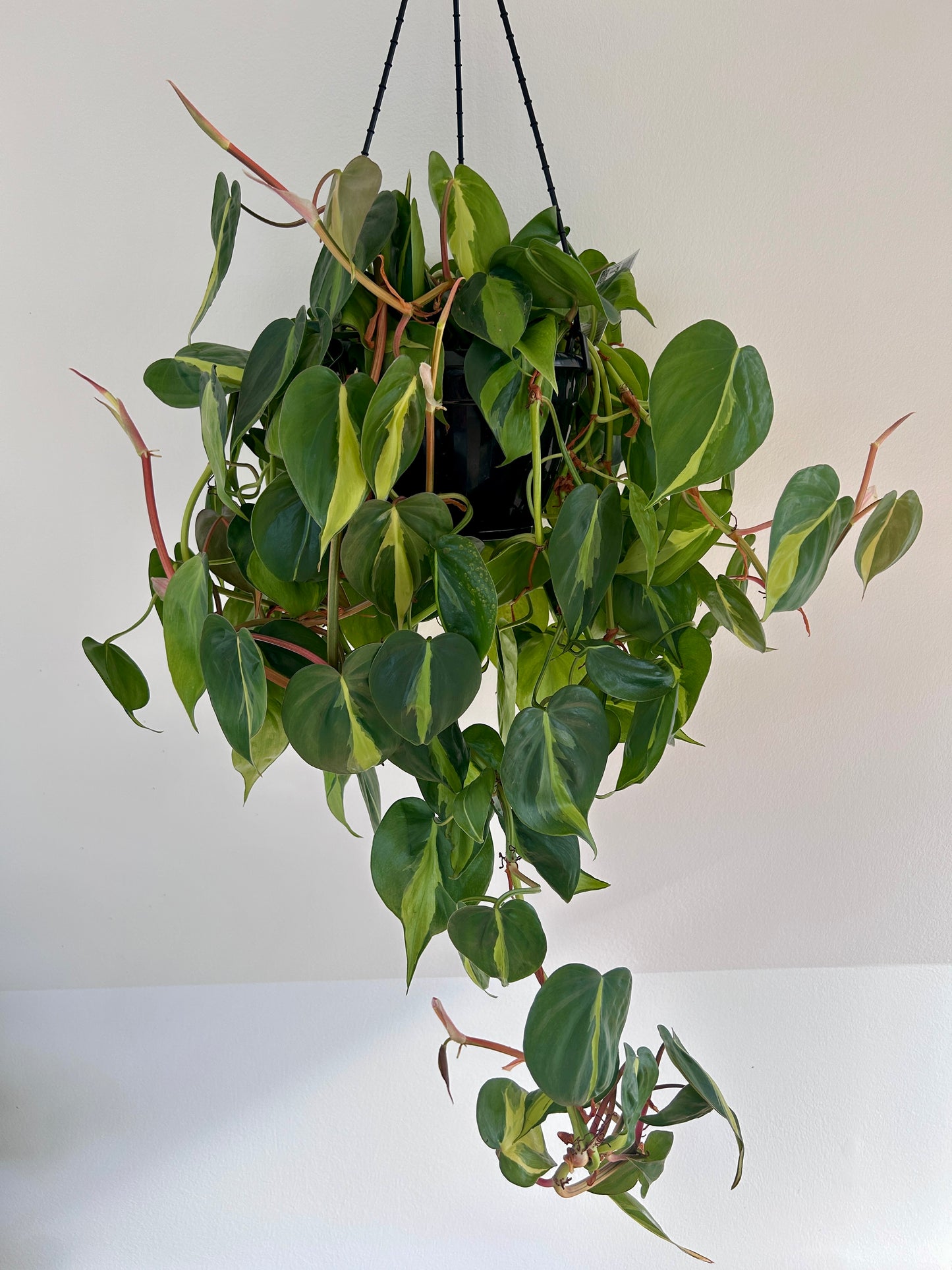 Variegated Heart Leaf (Philodendron Hederaceum Brasil) Indoor Plant 20cm Lush Variegated Leaves Trailing Plant Heart shaped leaves