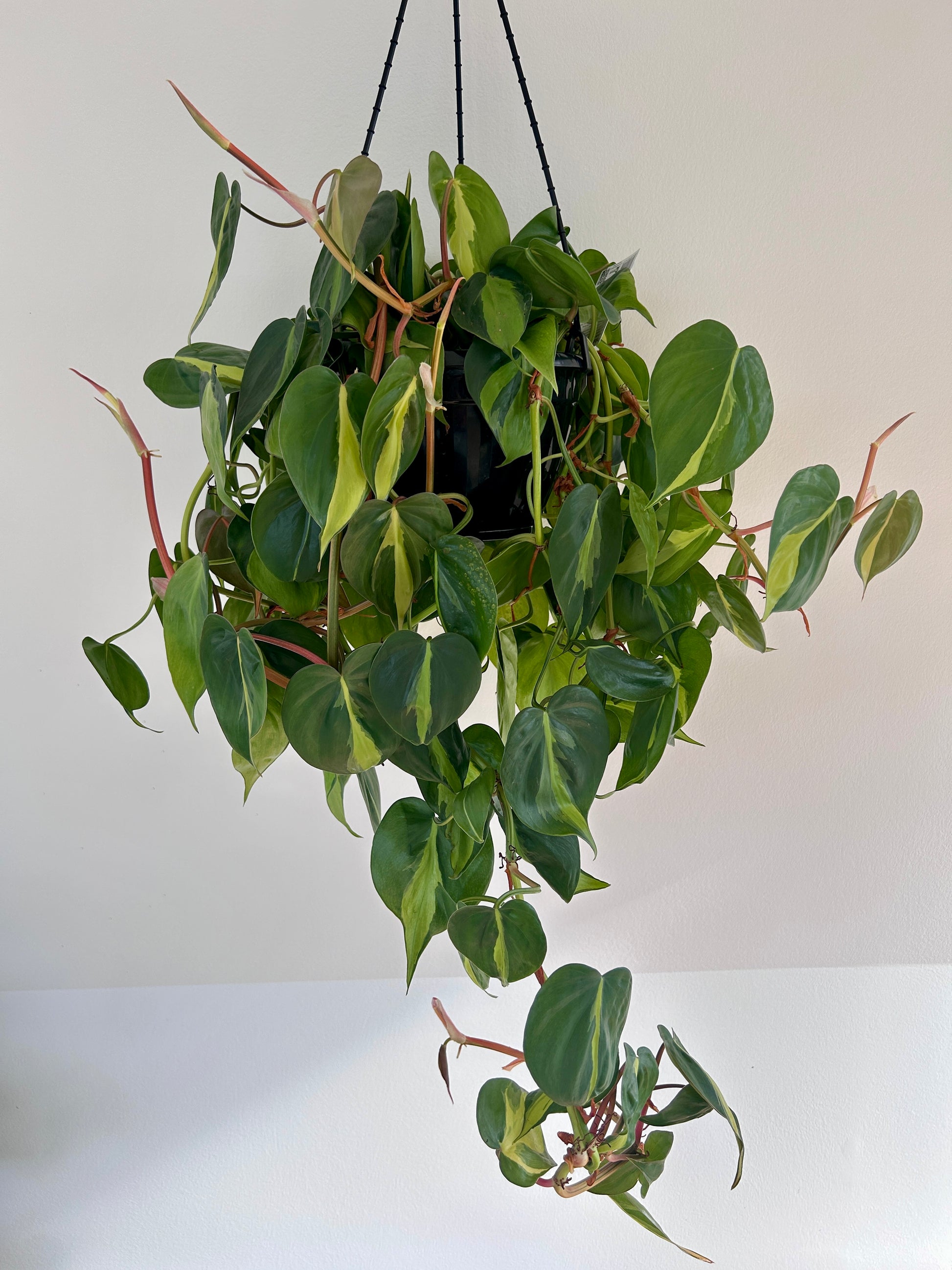 Variegated Heart Leaf (Philodendron Hederaceum Brasil) Indoor Plant 20cm Lush Variegated Leaves Trailing Plant Heart shaped leaves