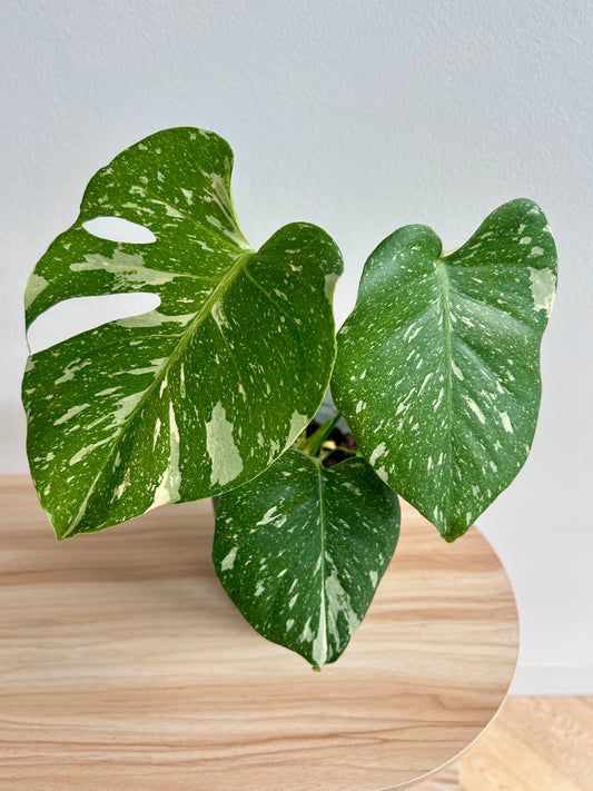 Variegated Monstera (Monstera Deliciosa Thai Constellation) Indoor Plant 12cm