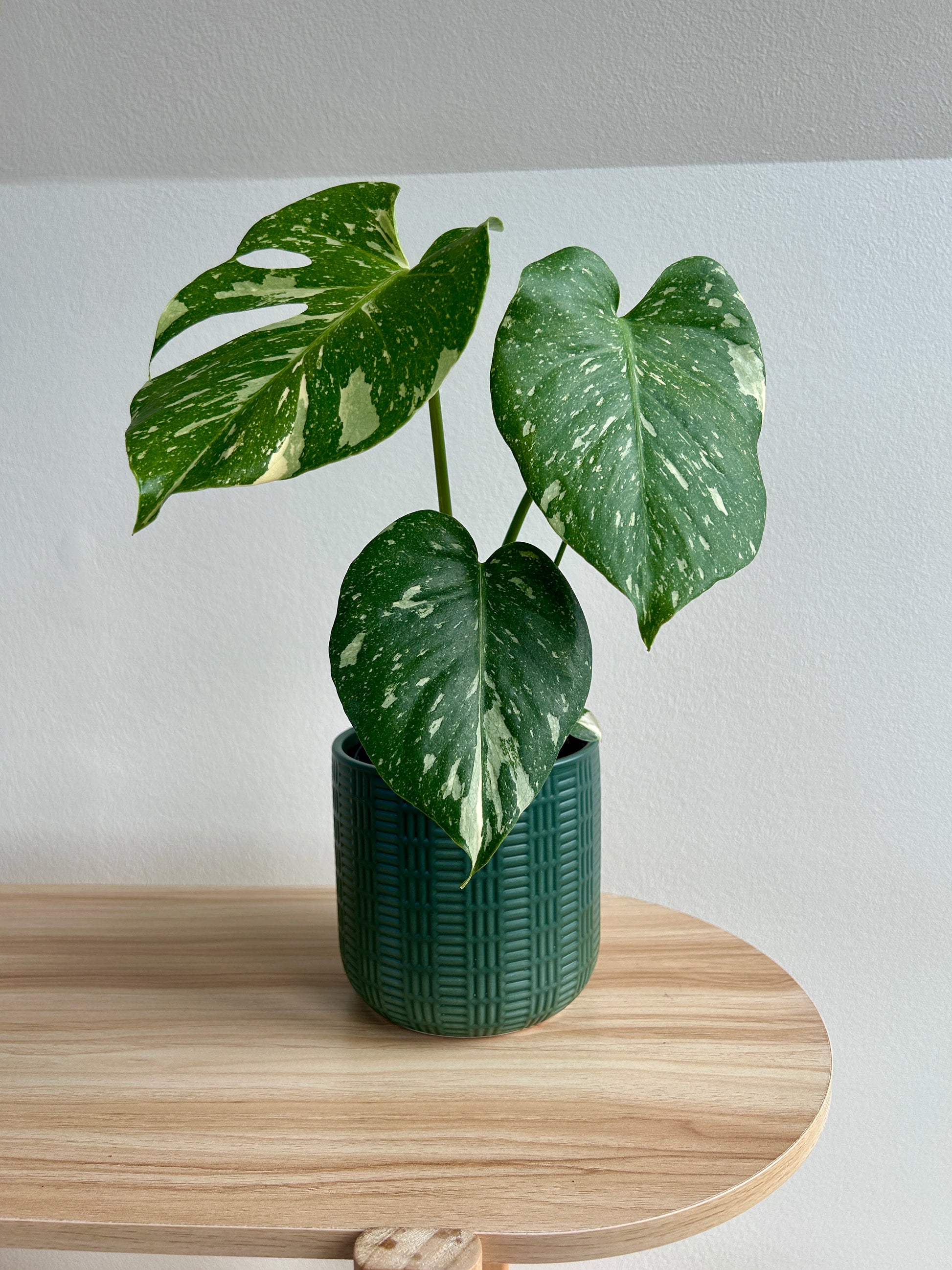 Variegated Monstera (Monstera Deliciosa Thai Constellation) Indoor Plant 12cm In Olive Green Patterned Ceramic Pot