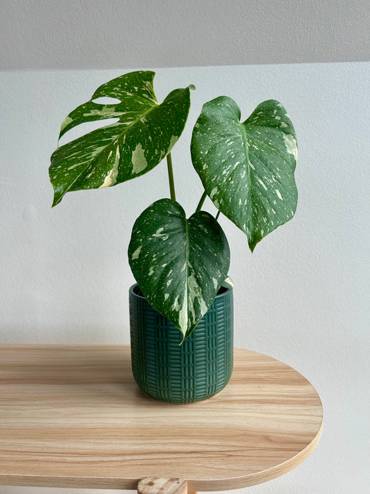 Variegated Monstera (Monstera Deliciosa Thai Constellation) Indoor Plant 12cm In Olive Green Patterned Ceramic Pot