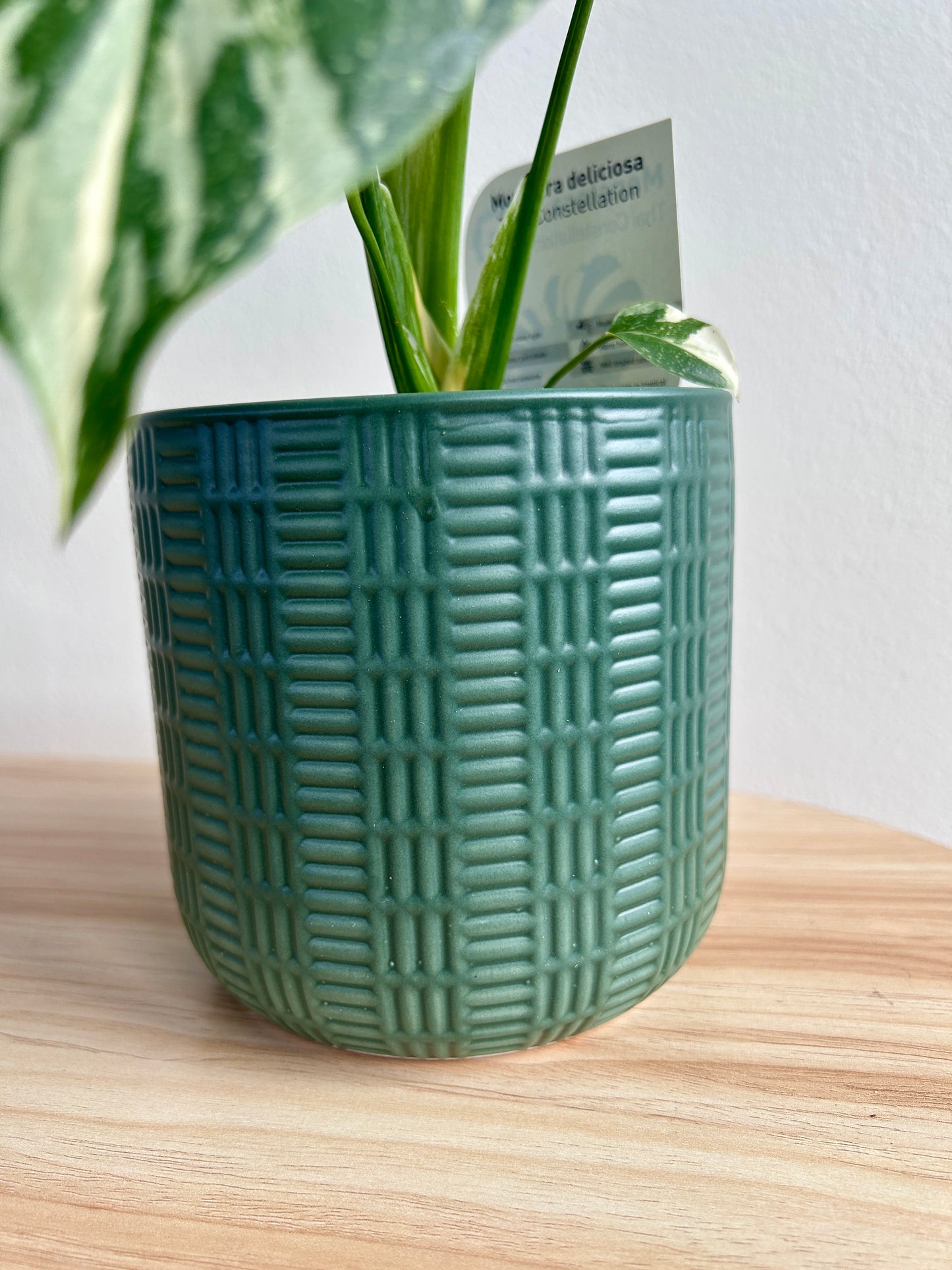Variegated Monstera (Monstera Deliciosa Thai Constellation) Indoor Plant 12cm In Olive Green Patterned Ceramic Pot Boho