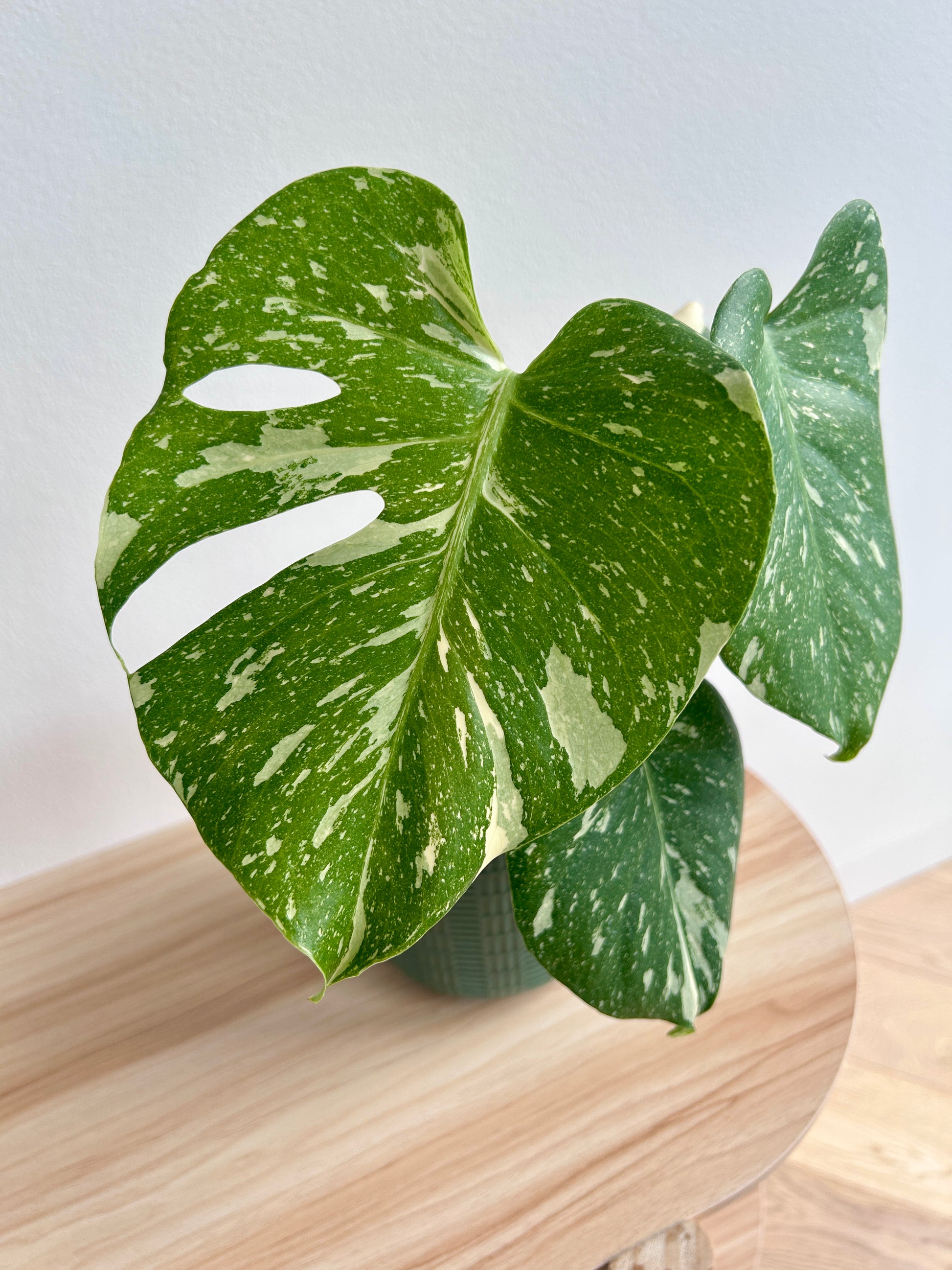 Variegated Monstera (Monstera Deliciosa Thai Constellation) Indoor Plant 12cm In Olive Green Patterned Ceramic Pot New Leaf