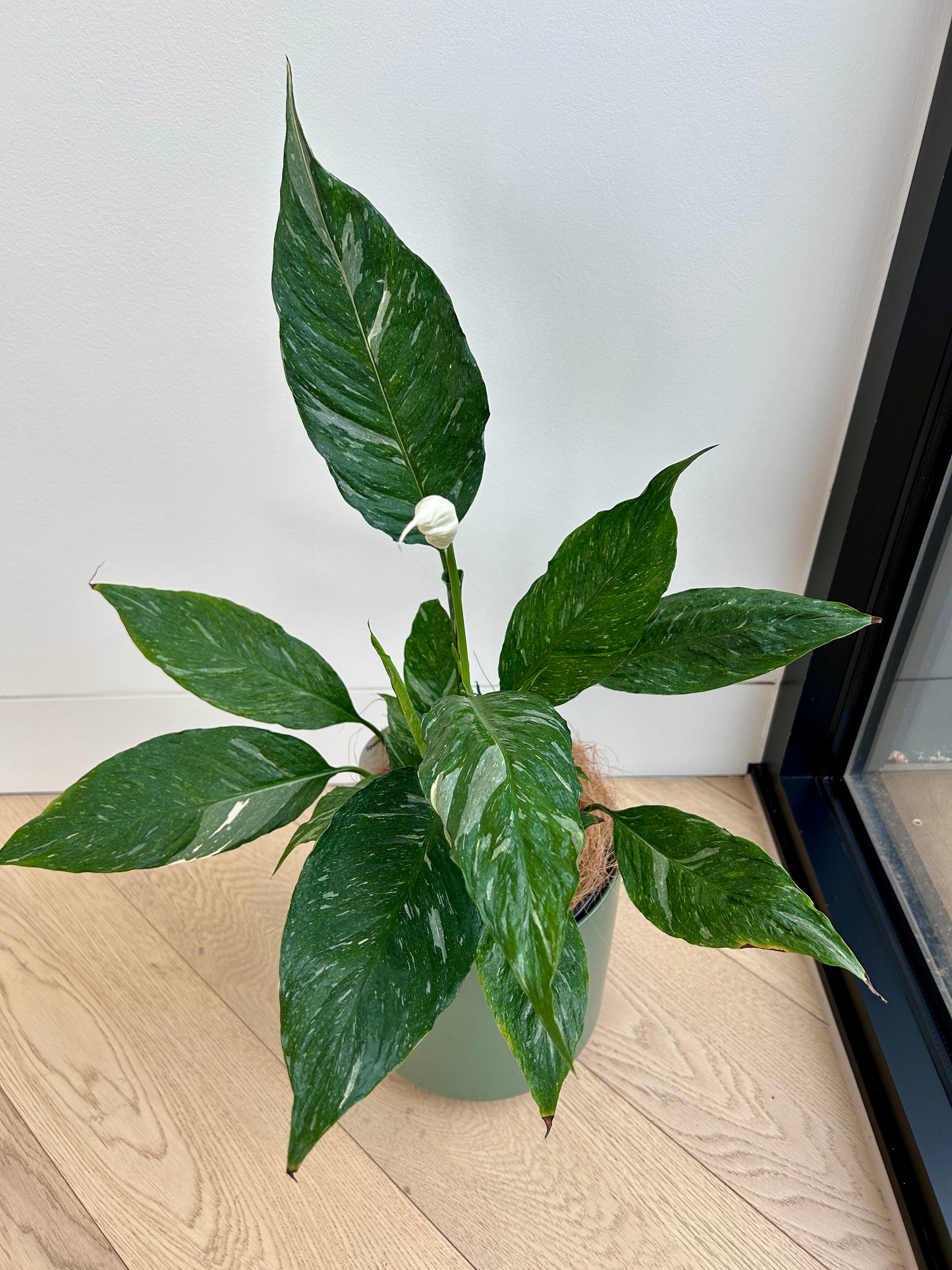 Variegated Peace Lily Plant (Spathiphyllum Domino) 17cm white flower