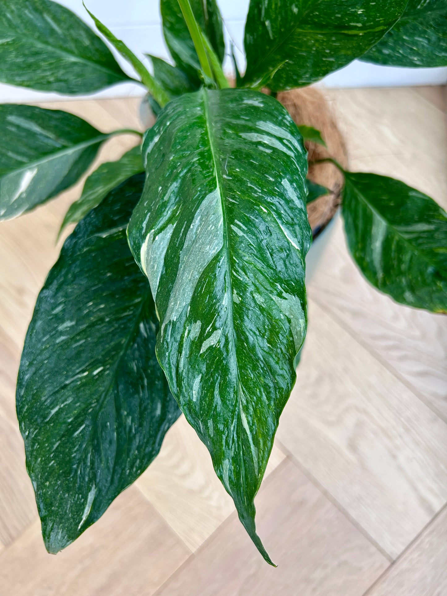 Variegated Peace Lily Plant (Spathiphyllum Domino) 17cm white flower variegated leaves