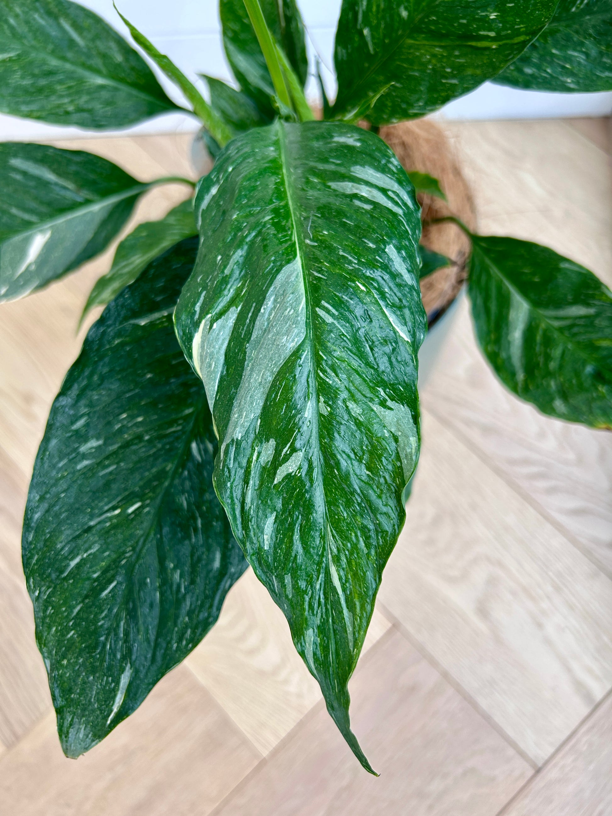 Variegated Peace Lily Plant (Spathiphyllum Domino) 17cm white flower variegated leaves