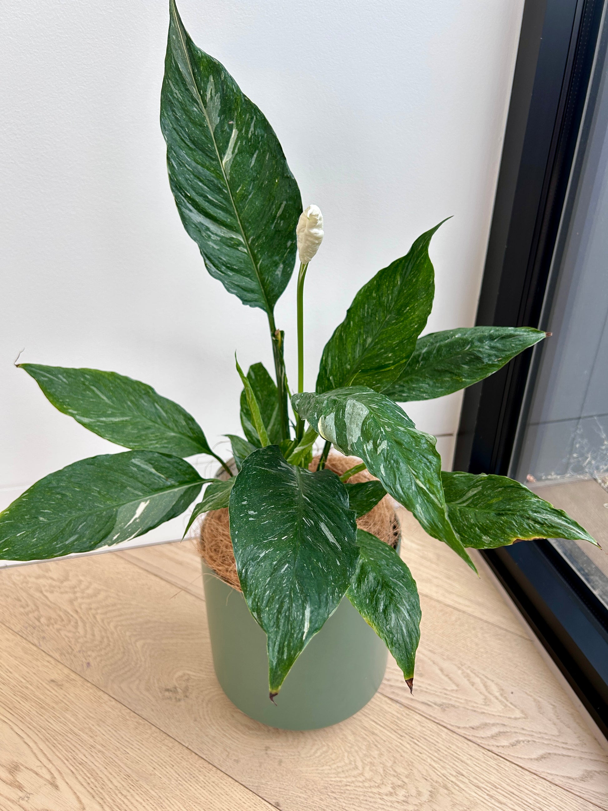 Variegated Peace Lily Plant (Spathiphyllum Domino) 17cm white flower variegated leaves air purifying with olive green ceramic pot