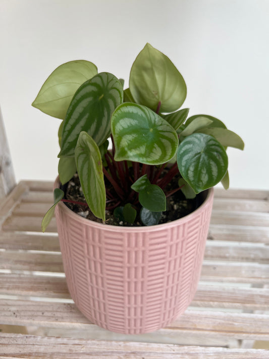 Watermelon Peperomia Plant (Peperomia Argyreia) in blush pink pattern ceramic pot 12cm boho chic decor style