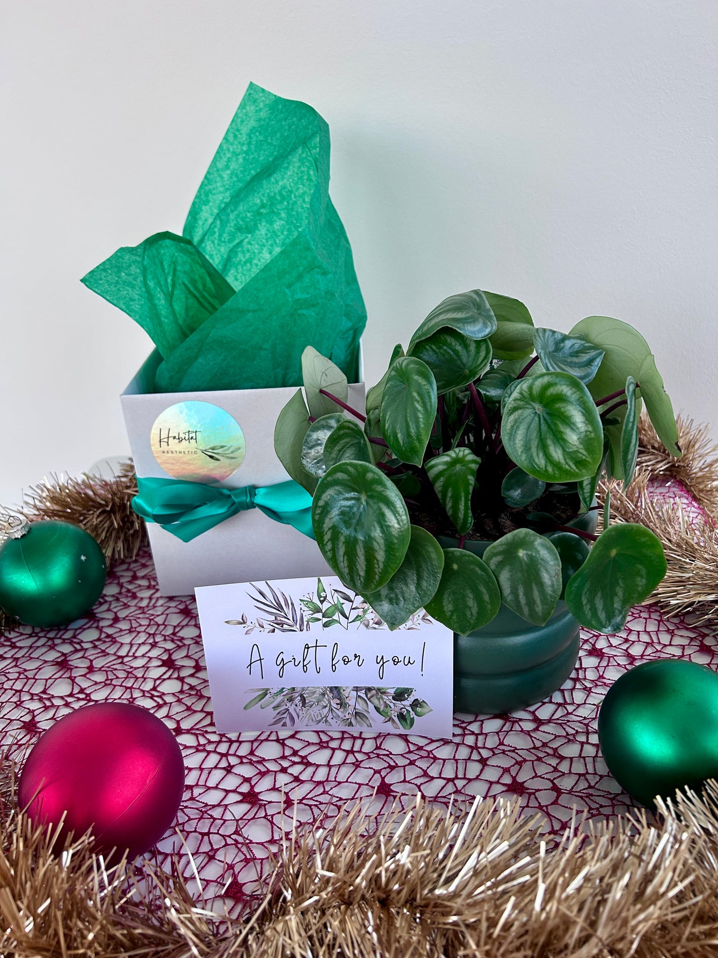 Watermelon Peperomia Plant Indoor Plant in Green Ceramic Pot Christmas Gift 