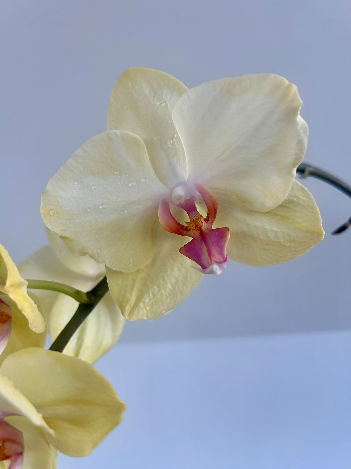 Yellow Orchid (Phalaenopsis Orchid) 17cm Flower