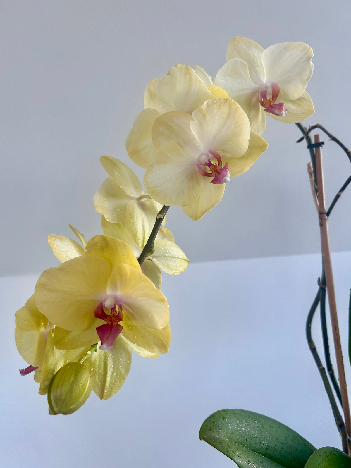 Yellow Orchid (Phalaenopsis Orchid) 17cm Flowers