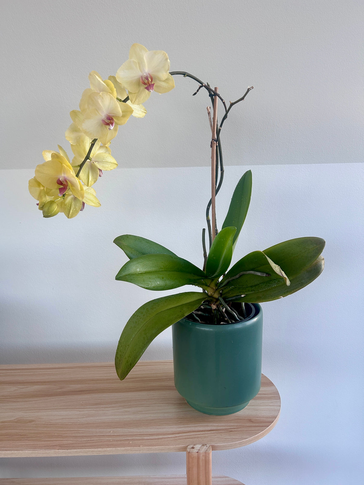 Yellow Orchid (Phalaenopsis Orchid) 17cm in Olive Green Ceramic Pot 