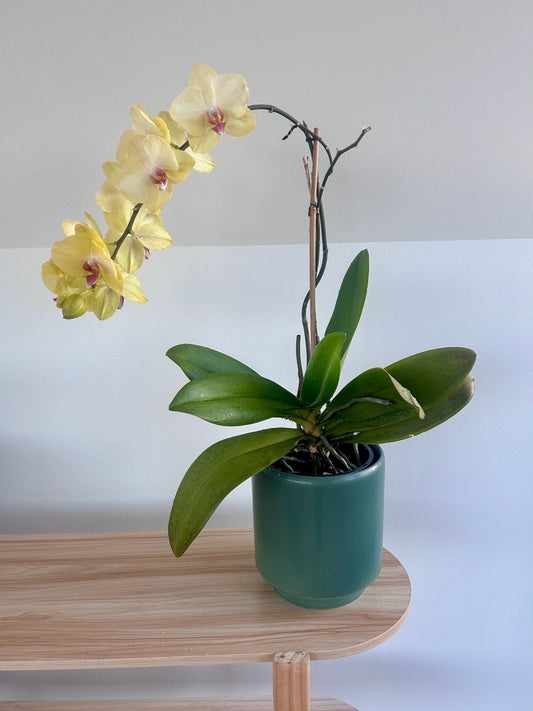 Yellow Orchid (Phalaenopsis Orchid) 17cm in Olive Green Ceramic Pot 