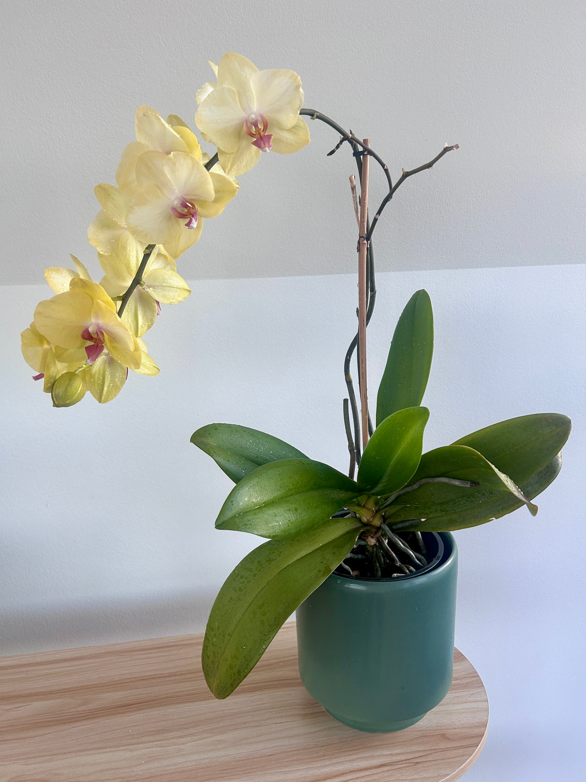 Yellow Orchid (Phalaenopsis Orchid) 17cm in Olive Green Ceramic Pot Boho Chic Decor