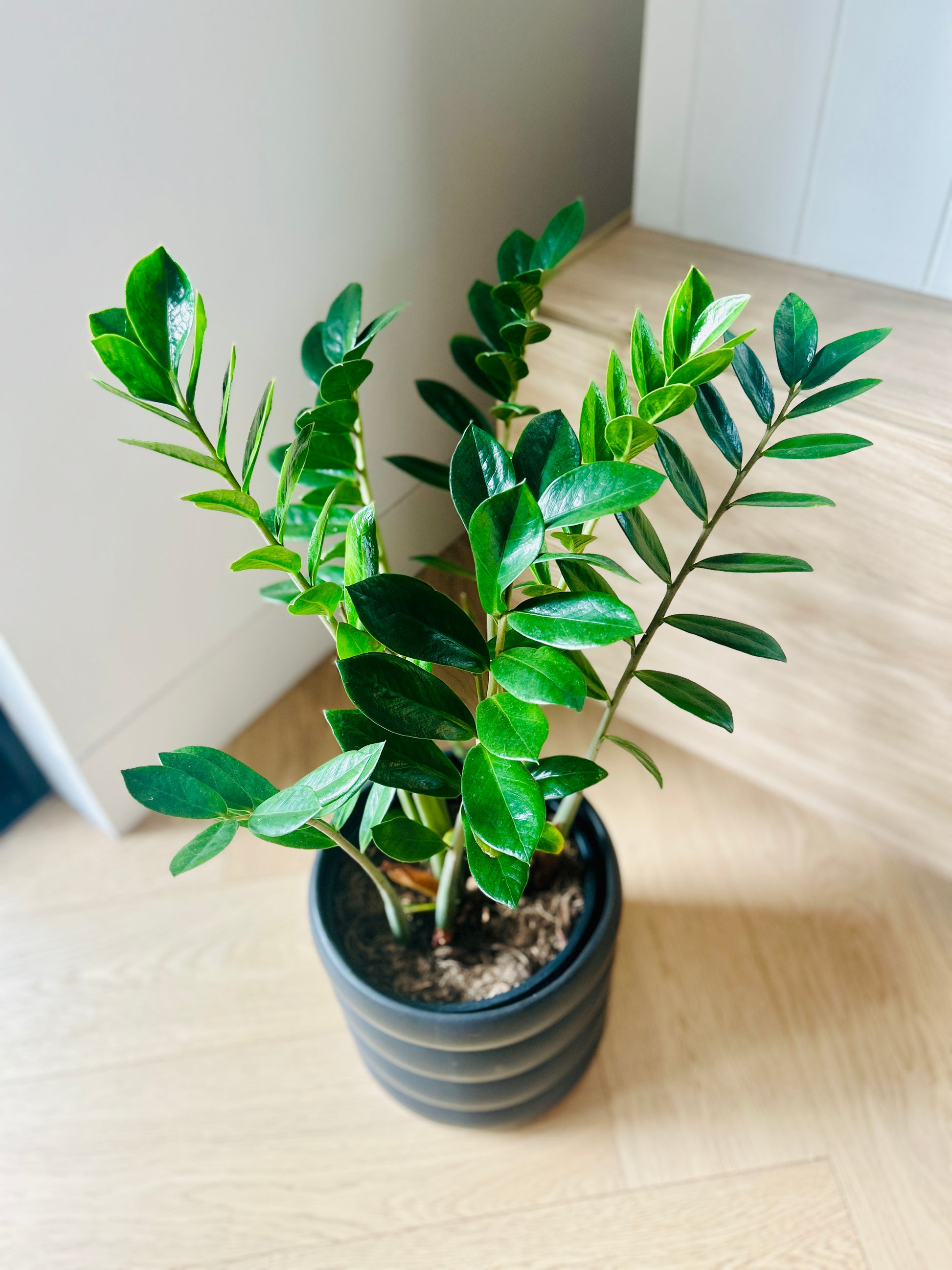 Zanzibar Gem (Zamioculcas Zamiifolia) Plant 19cm