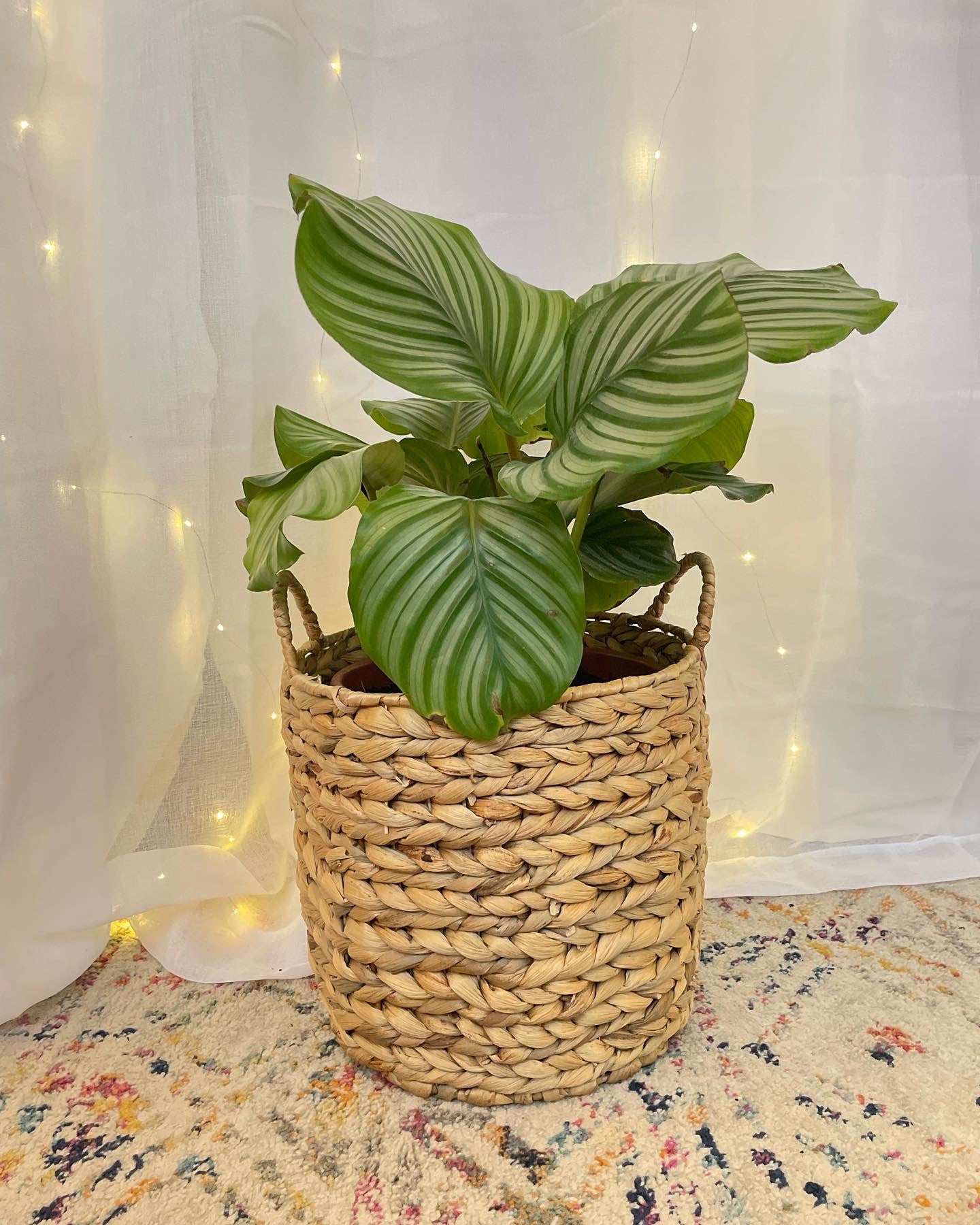 Round-Leaf (Calathea Orbifolia) Indoor Plant 24cm for sale Melbourne