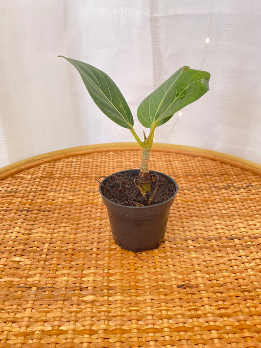 Petite Indoor Plants 6cm - Peperomia Red Log, Ficus Benghalensis, Ctenanthe Setosa Grey Star, Peperomia Rocca Verde, Peperomia Pixie, African Violet
