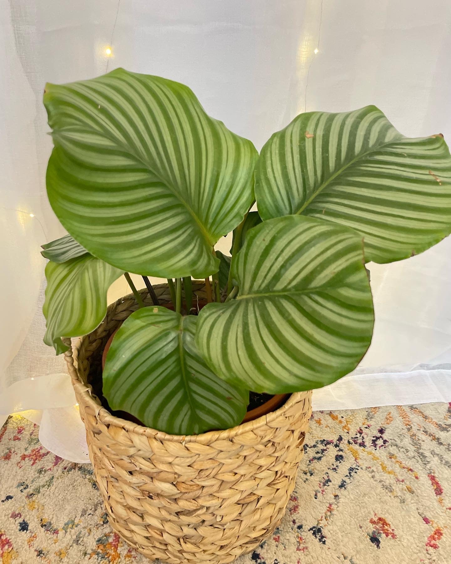 Round-Leaf (Calathea Orbifolia) Indoor Plant 24cm for sale Melbourne