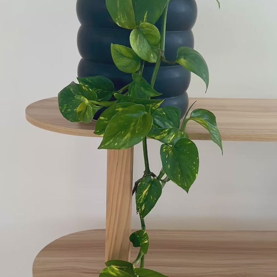 Devils Ivy Epipremnum Aureum Indoor Plant 18cm in black ceramic coil pot