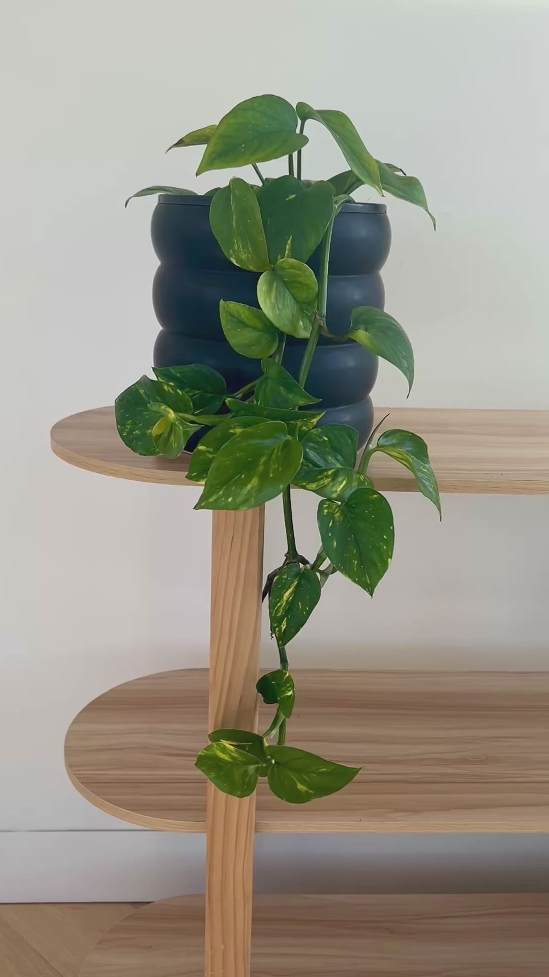 Devils Ivy Epipremnum Aureum Indoor Plant 18cm in black ceramic coil pot