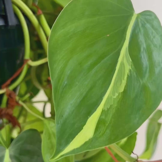 Variegated Heart Leaf (Philodendron Hederaceum Brasil) Indoor Plant 20cm