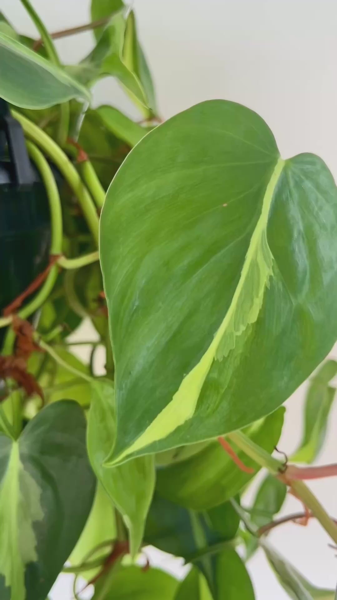 Variegated Heart Leaf (Philodendron Hederaceum Brasil) Indoor Plant 20cm