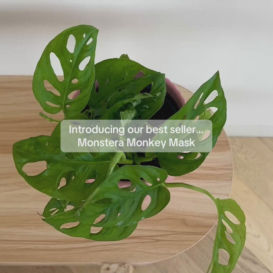 Monstera Monkey Mask (Monstera Adansonii) Plant 14cm