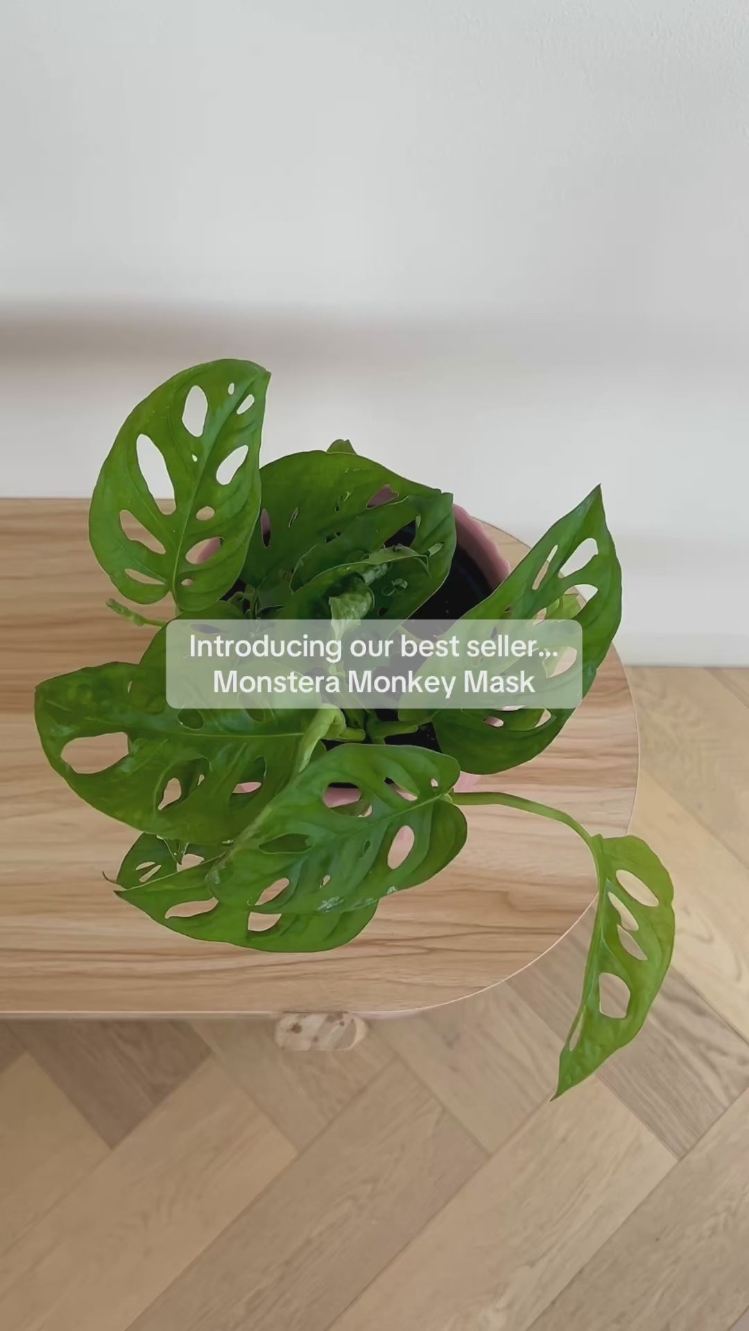 Monstera Monkey Mask (Monstera Adansonii) Plant 14cm