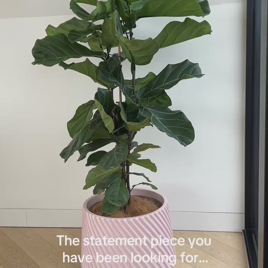Fiddle leaf fig Ficus Lyrata 30cm in GiGi Blush Pink Fibreglass Pot Statement Indoor Plant Low Maintenance