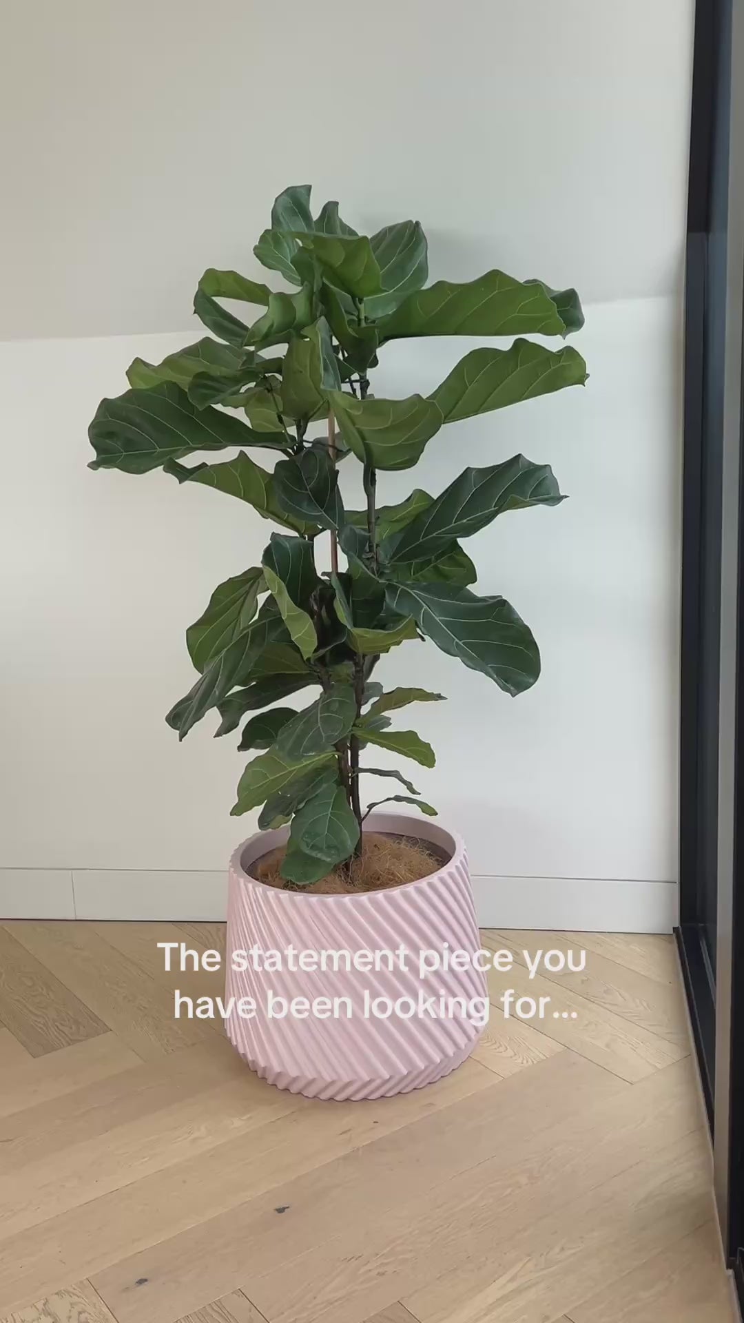 Fiddle leaf fig Ficus Lyrata 30cm in GiGi Blush Pink Fibreglass Pot Statement Indoor Plant Low Maintenance