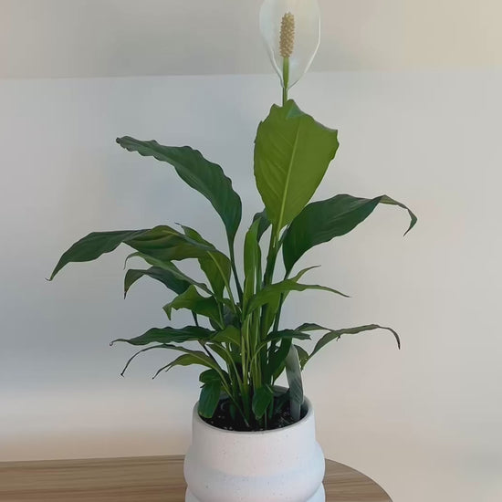 Peace Lily Plant in White Coil Textured Ceramic Pot 12cm Perfect Pair