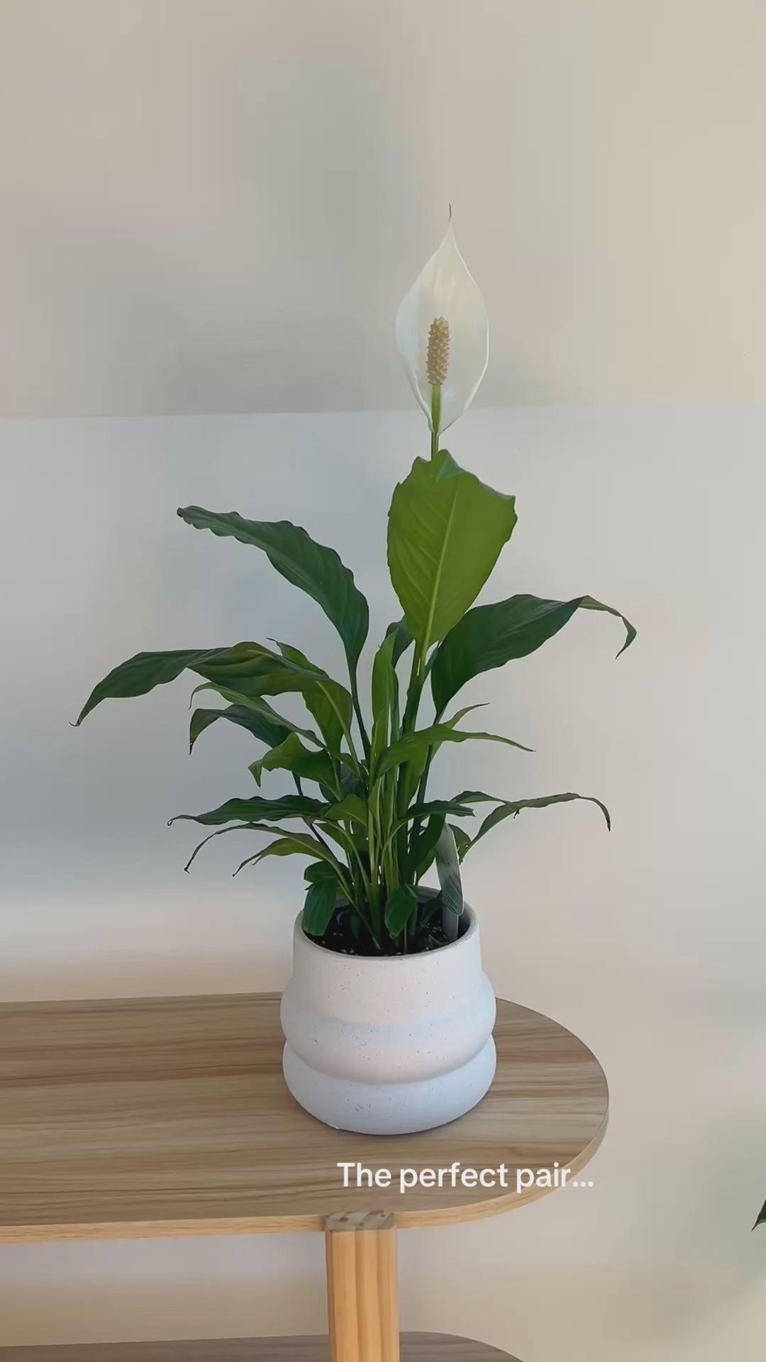 Peace Lily Plant in White Coil Textured Ceramic Pot 12cm Perfect Pair
