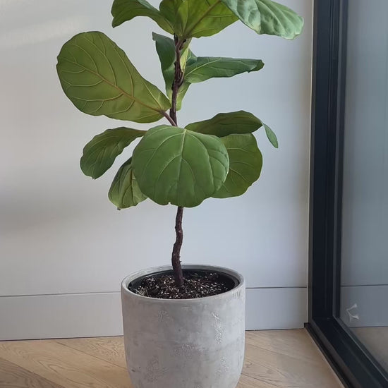 Fiddle Leaf Fig (Ficus Lyrata) Indoor Plant 24cm in Grey Cement Decorative Pot