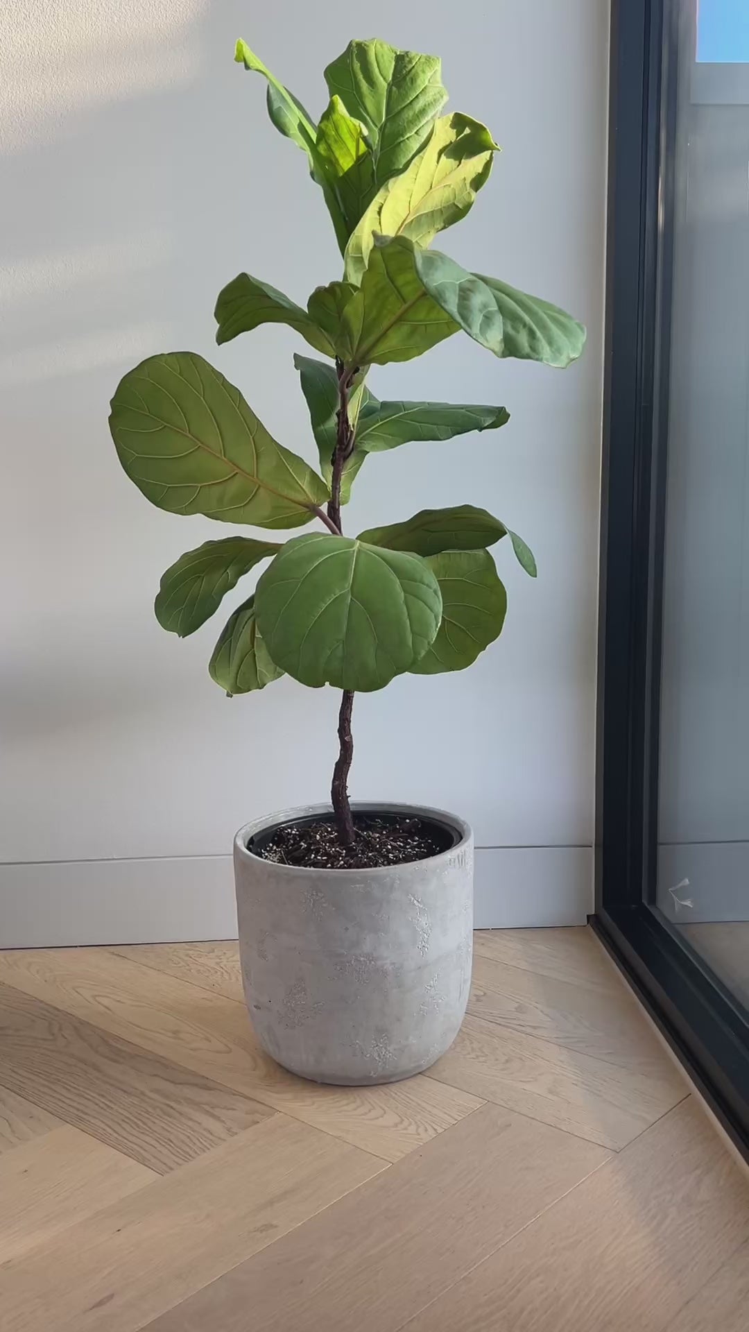 Fiddle Leaf Fig (Ficus Lyrata) Indoor Plant 24cm in Grey Cement Decorative Pot
