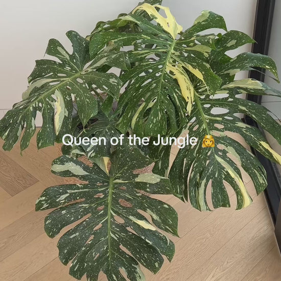 Monstera_Thai_Constellation_30cm Variegated Leaves Statement Plant Melbourne Delivery