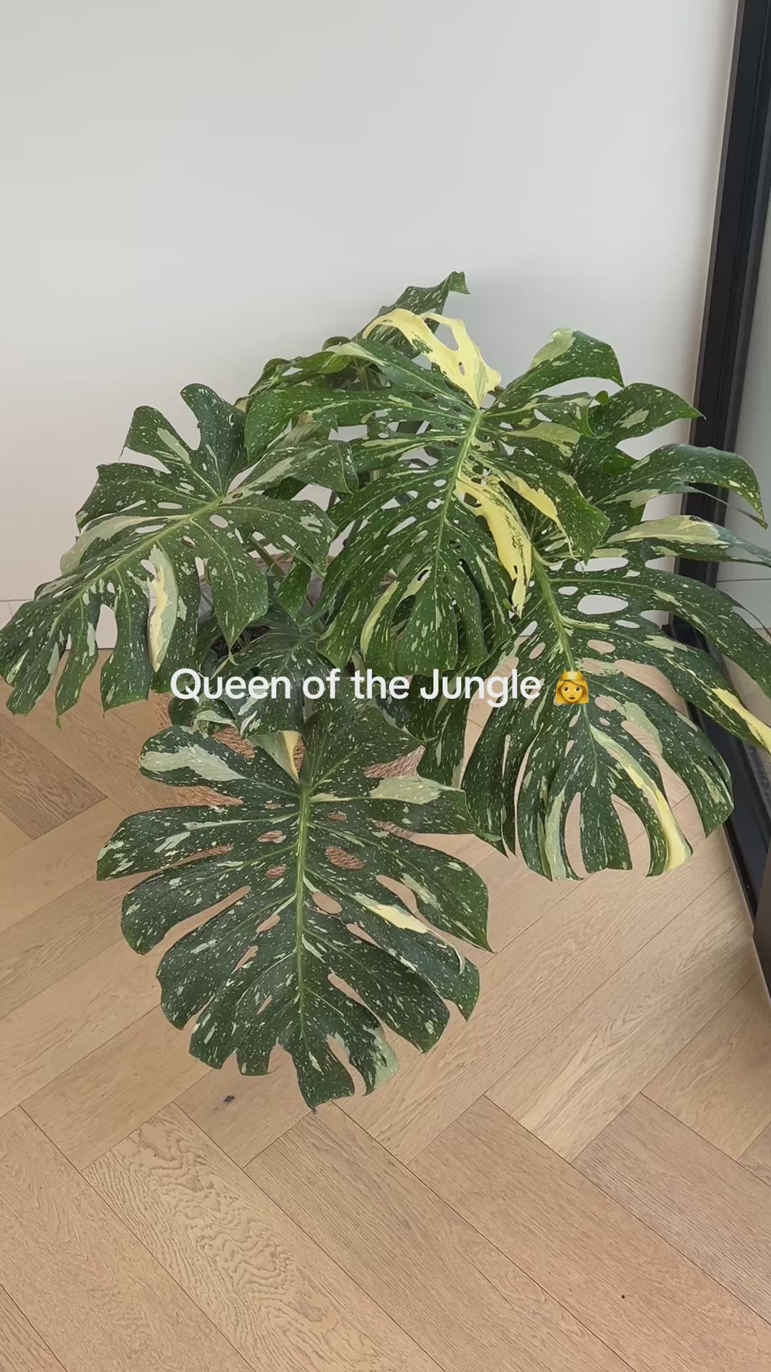 Monstera_Thai_Constellation_30cm Variegated Leaves Statement Plant Melbourne Delivery