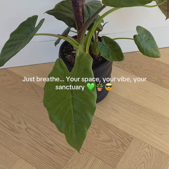 Alocasia Elephant Ear Indoor Plant in 18cm Pot