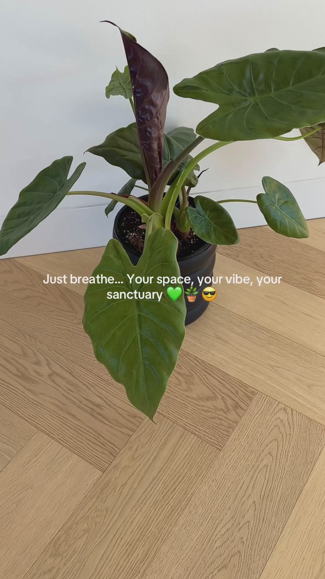 Alocasia Elephant Ear Indoor Plant in 18cm Pot