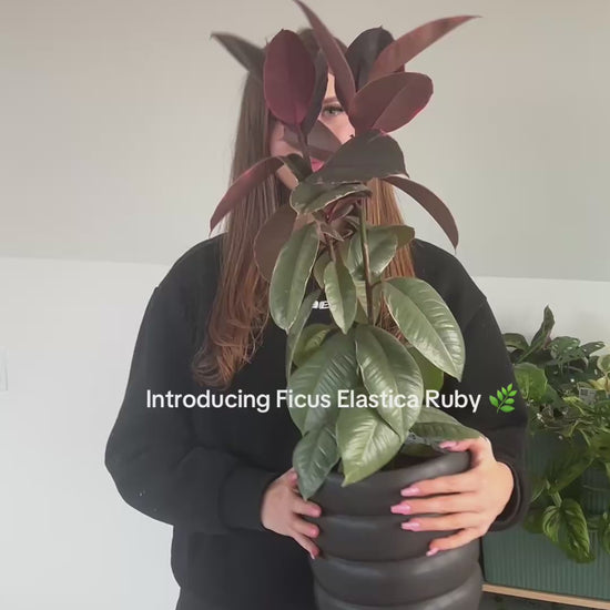 Ficus Elastica Ruby Rubber Plant 18cm in Black Ceramic Coil Pot 19cm