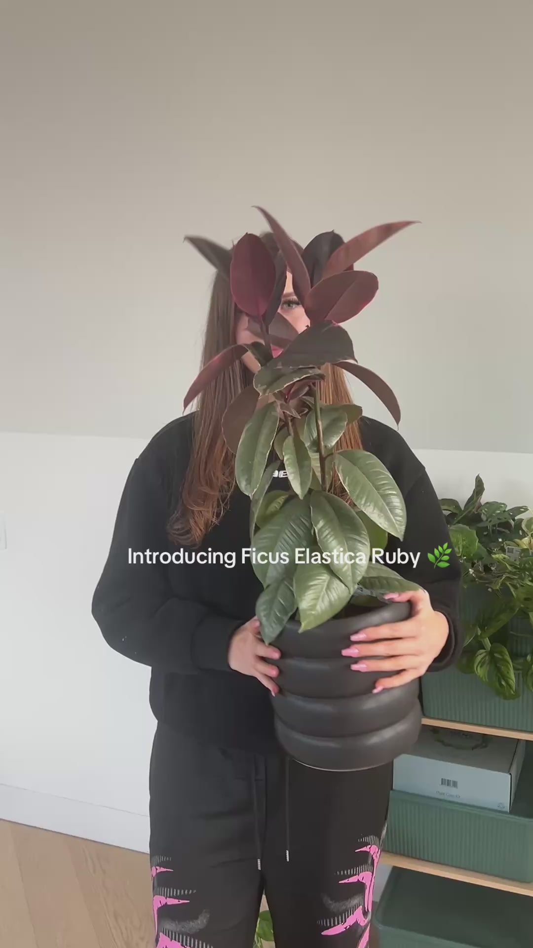 Ficus Elastica Ruby Rubber Plant 18cm in Black Ceramic Coil Pot 19cm